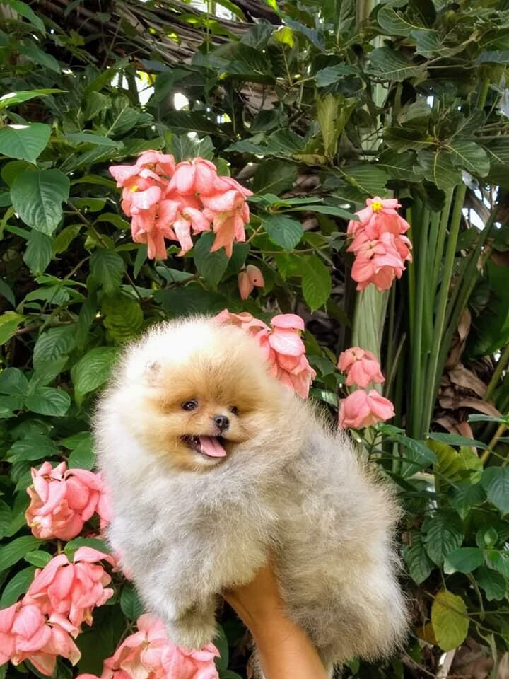 Planta de Filhote de Spitz Alemão